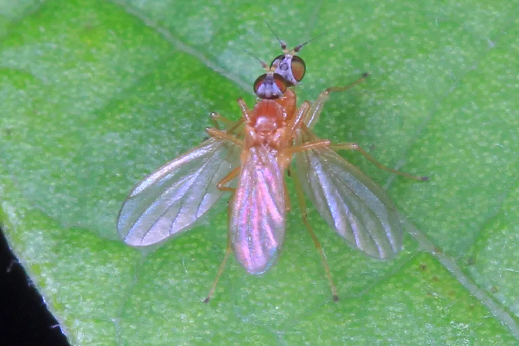 Chelipoda americana - photo 2