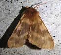 Bean's Tiger Moth - Hodges#8160