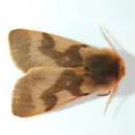 Bean's Tiger Moth - Hodges#8160 - photo 2