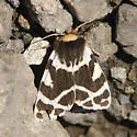 Chelis brucei - Hodges#8159 - Chelis brucei