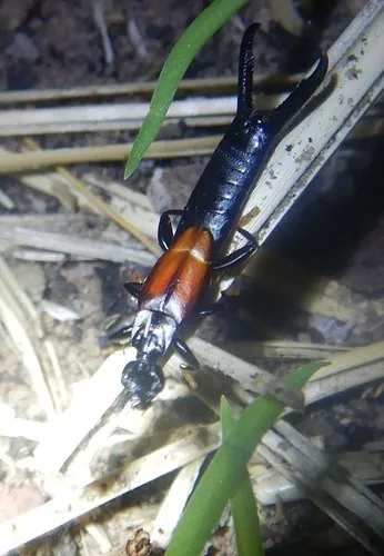 Chelisoches australicus