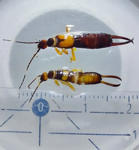 Chelisoches flavipennis