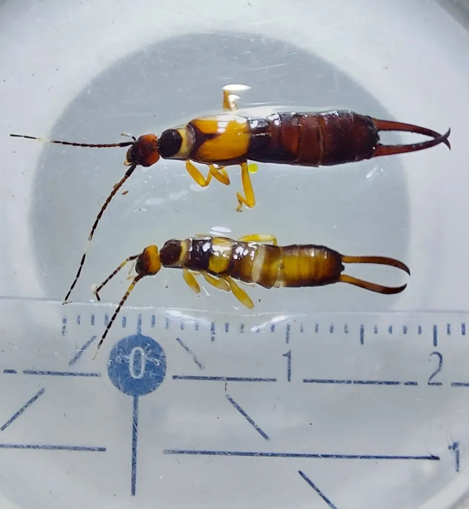 Chelisoches flavipennis - photo 2