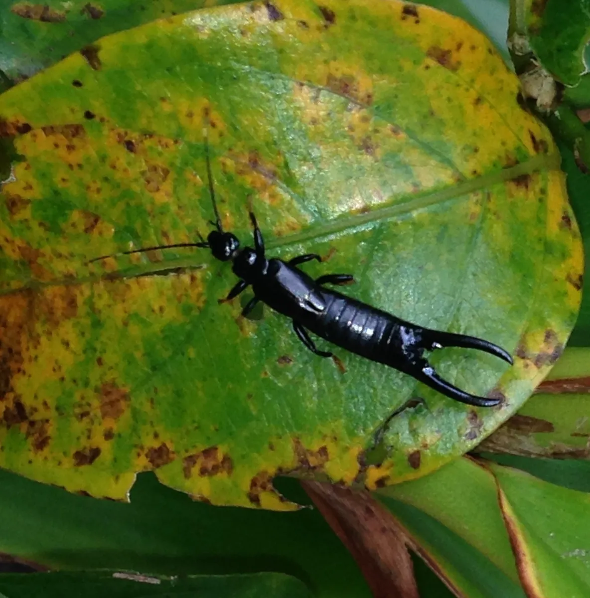 Black Earwigs - photo 3