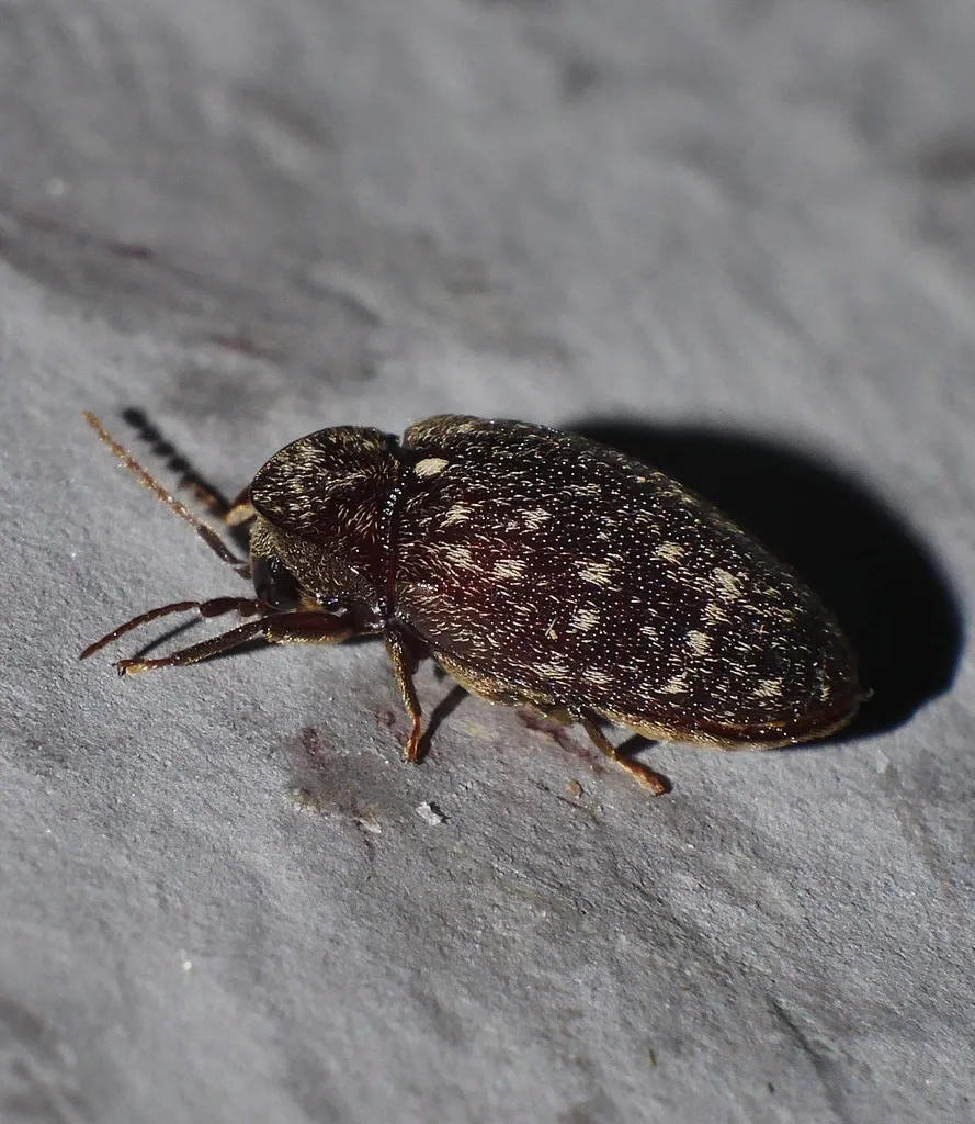 Chelonarium australicum - photo 2