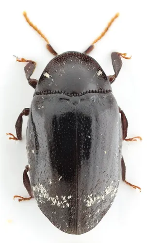 Chelonarium beauvoisi