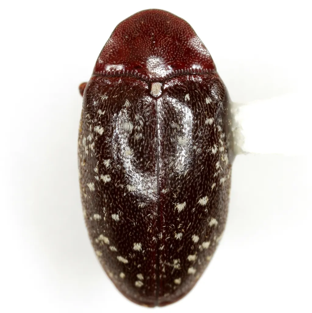 Chelonarium lecontei - Chelonarium lecontei