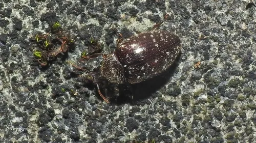 Chelonarium obscuripenne