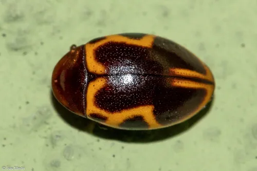 Chelonarium signatum