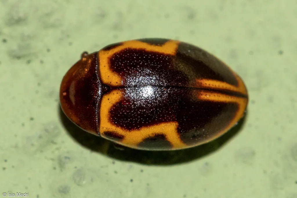 Chelonarium signatum - photo 2