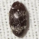 Chelonarium sp-one - Chelonarium sp-one