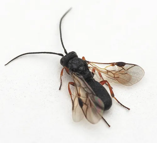 Chelonus - photo 2