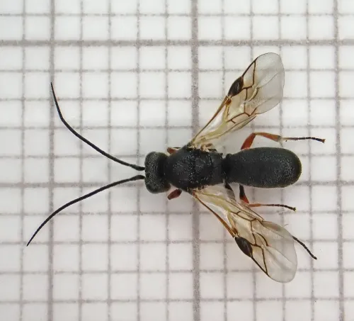 Chelonus - photo 3