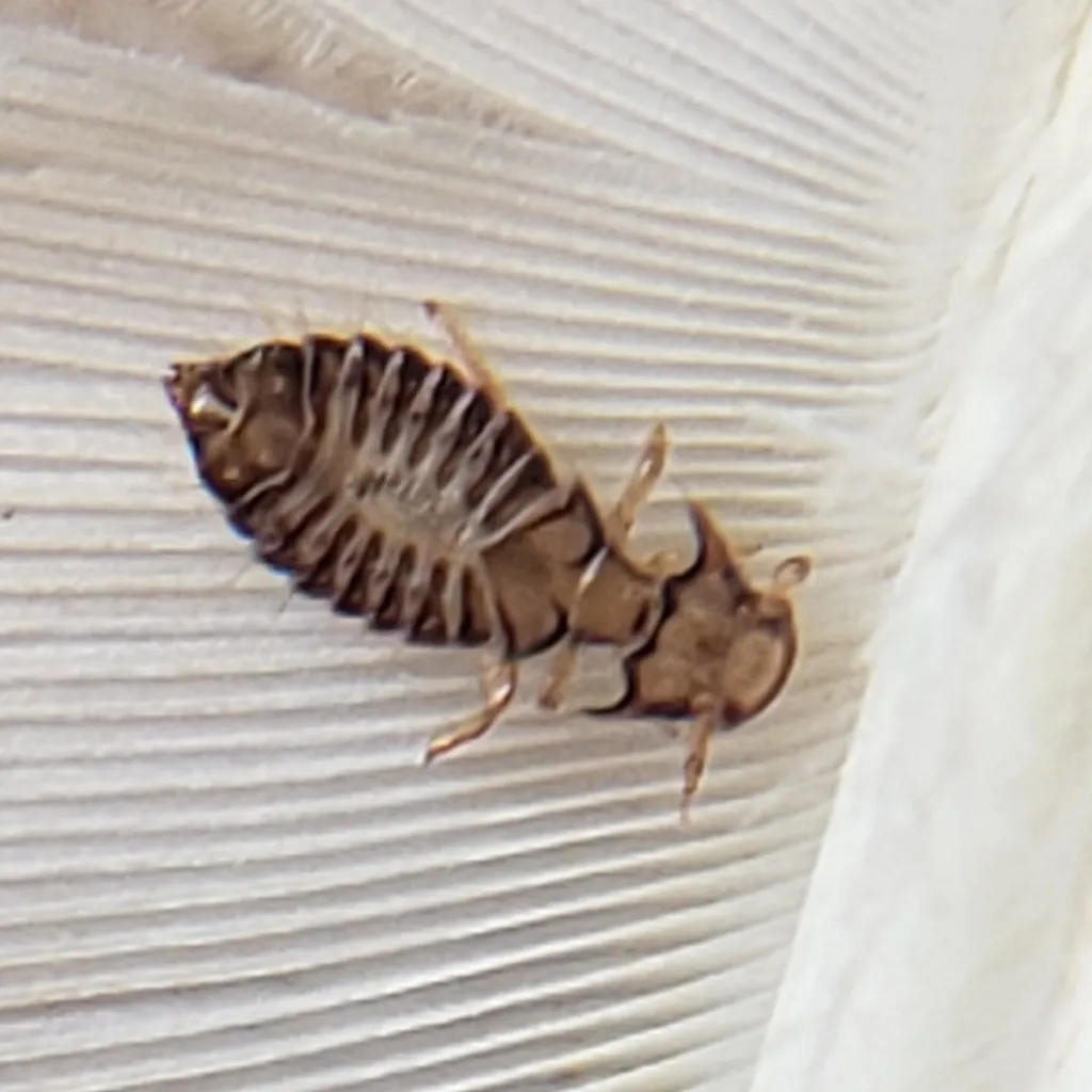 Large Turkey Louse