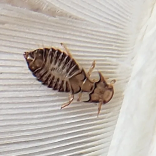 Large Turkey Louse - photo 2