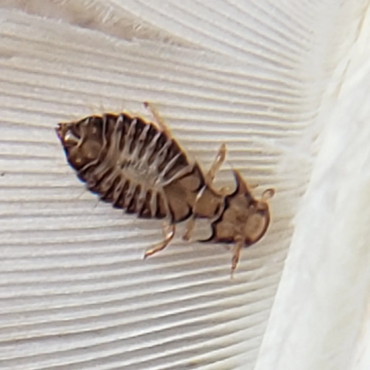 Large Turkey Louse - photo 3