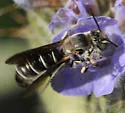 Chelostoma californicum