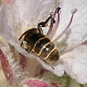 Chelostoma californicum - photo 2