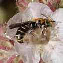 Chelostoma californicum - photo 3
