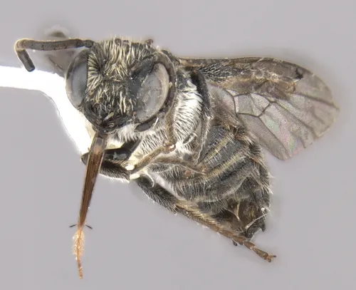 Chelostoma phaceliae
