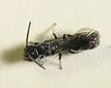 Chelostoma philadelphi