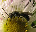 Chelostoma philadelphi - photo 2