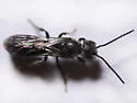 Chelostoma philadelphi - photo 3