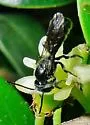 Chelostoma philadelphi - photo 4