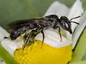 Chelostoma philadelphi - photo 5