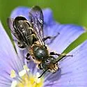 Chelostoma rapunculi