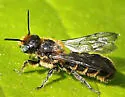 Chelostoma rapunculi - photo 2