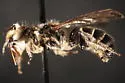 Chelostoma rapunculi - photo 3