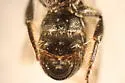 Chelostoma rapunculi - photo 4