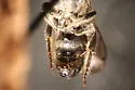Chelostoma rapunculi - photo 5