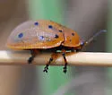 Argus Tortoise Beetle - photo 2