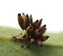 Argus Tortoise Beetle - photo 3
