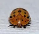 Argus Tortoise Beetle - photo 4