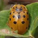Argus Tortoise Beetle - photo 5