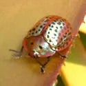 Chelymorpha cribraria