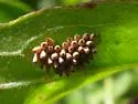 Chelymorpha cribraria - photo 2