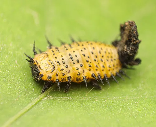 Chelymorpha phytophagica