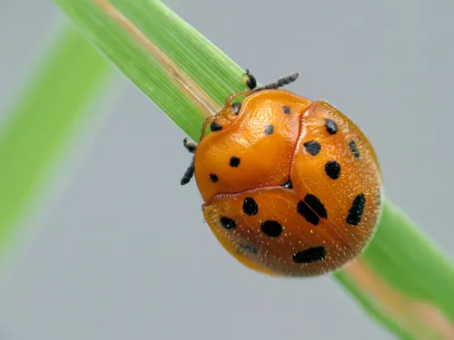 Chelymorpha phytophagica - photo 2