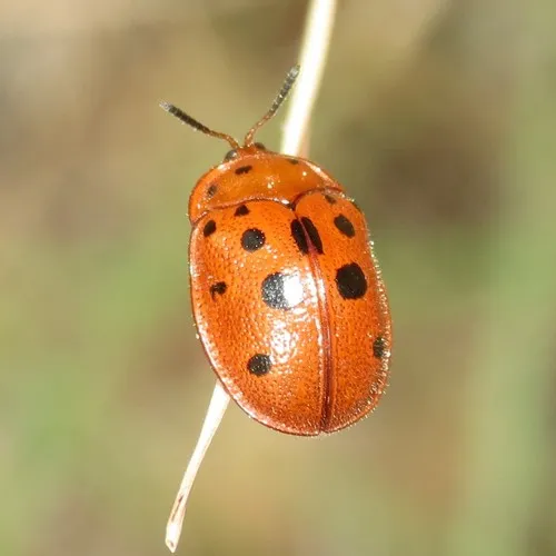 Chelymorpha phytophagica - photo 3