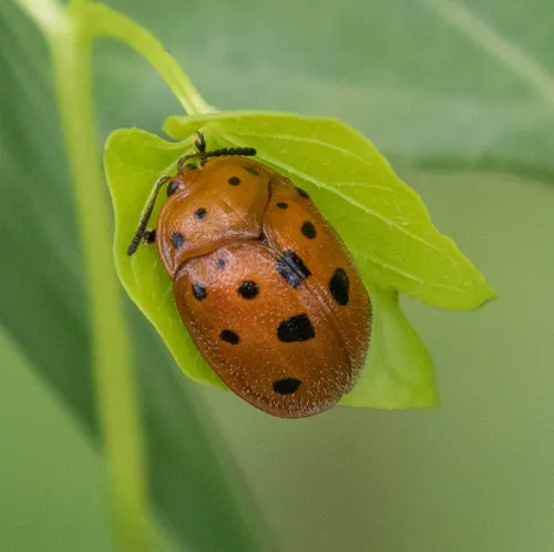 Chelymorpha phytophagica - photo 4
