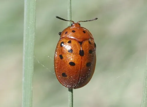Chelymorpha phytophagica - photo 6