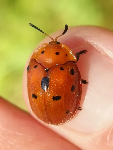 Chelymorpha phytophagica - photo 8