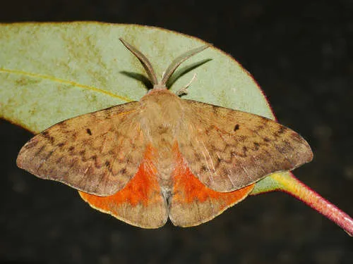 Rose Anthelid