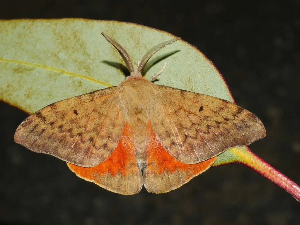 Rose Anthelid - photo 2