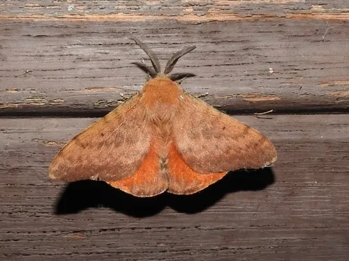 Rose Anthelid - photo 6