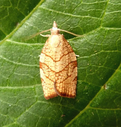 Chequered Fruit-tree Tortrix - photo 2